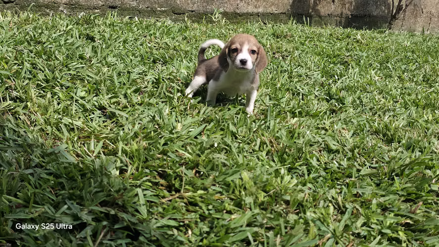 Beagle macho y hembra 