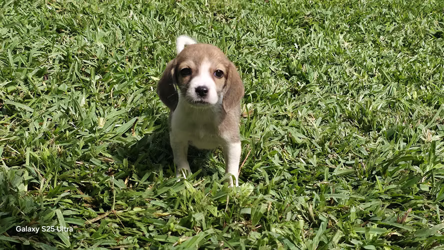 Beagle macho y hembra 