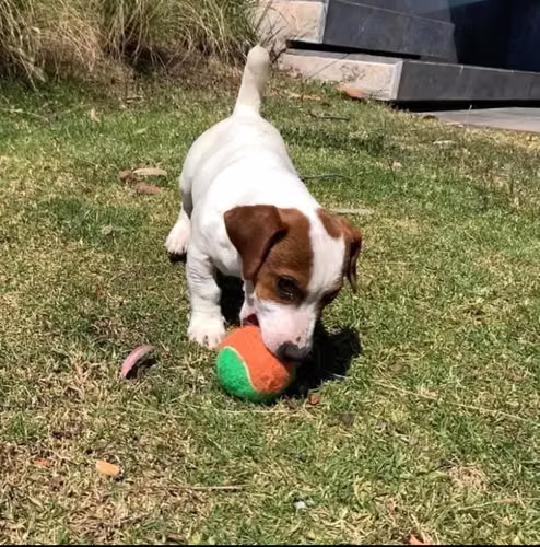 Jack Russell Terrier 