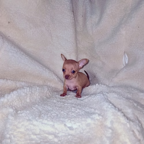 Chihuahua de bolsillo 