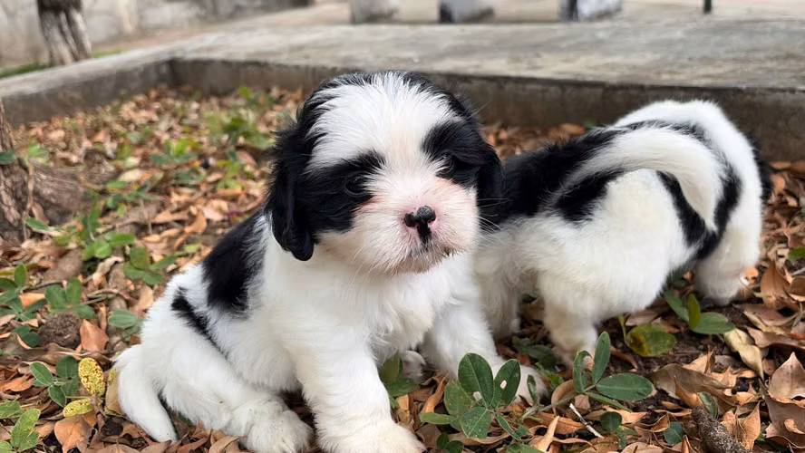 Cachorros de 2 meses shitzu hembras y machos vacunados y desparasitados 