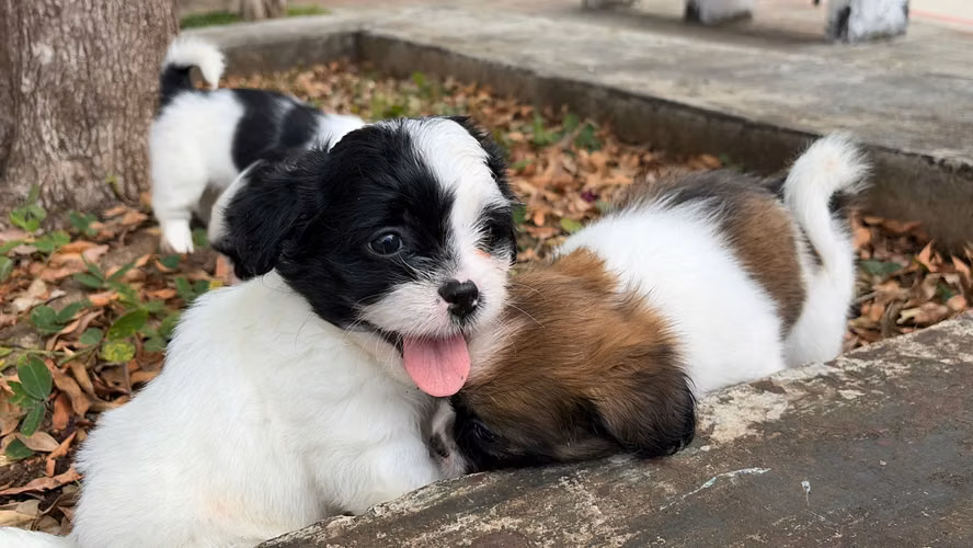 Cachorros de 2 meses shitzu hembras y machos vacunados y desparasitados 