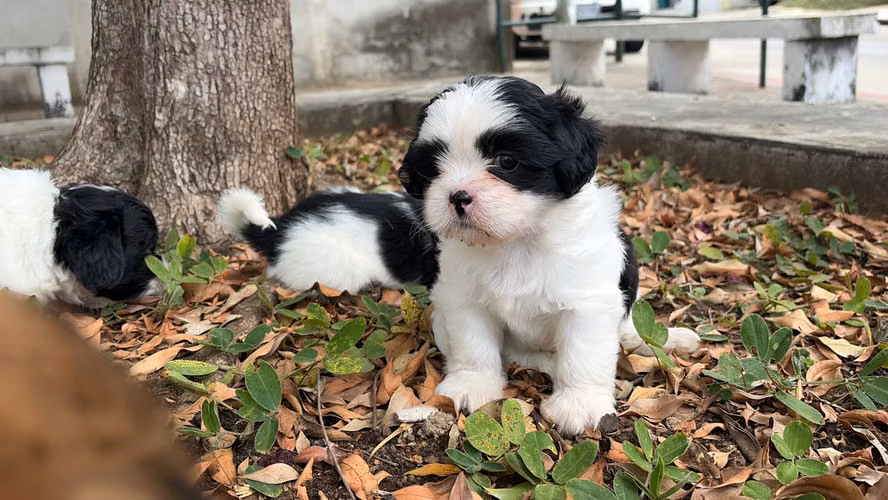 Cachorros de 2 meses shitzu hembras y machos vacunados y desparasitados 
