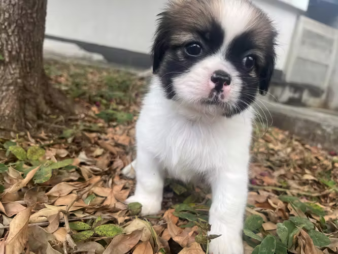 Cachorros de 2 meses shitzu hembras y machos vacunados y desparasitados 