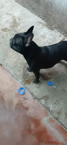  Bulldog Francés 
