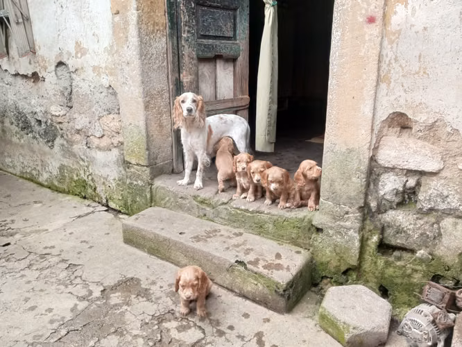 Vendo Cocker Spaniel * excelente genética 