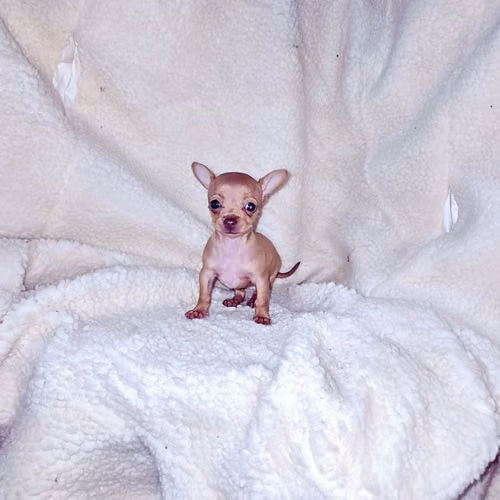 Chihuahua de bolsillo 
