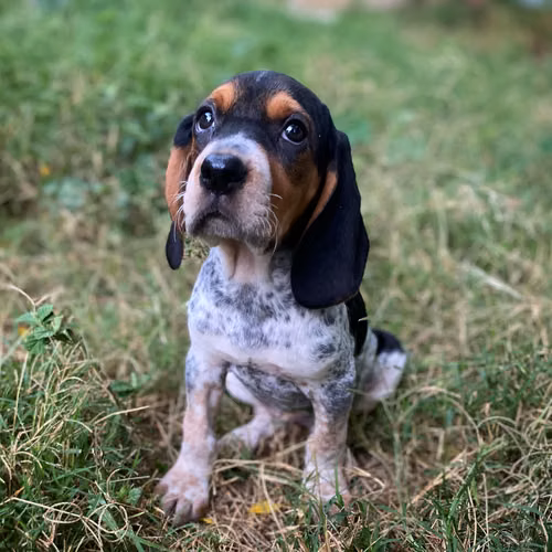  BLUTICK COONHOUND (SABUESO)