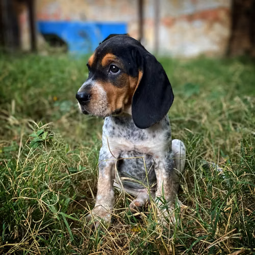  BLUTICK COONHOUND (SABUESO)