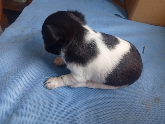 Perrito Chihuahua macho de 2 meses 