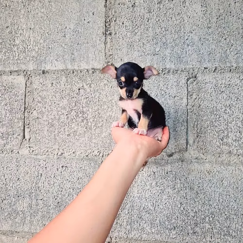 Chihuahua de bolsillo 