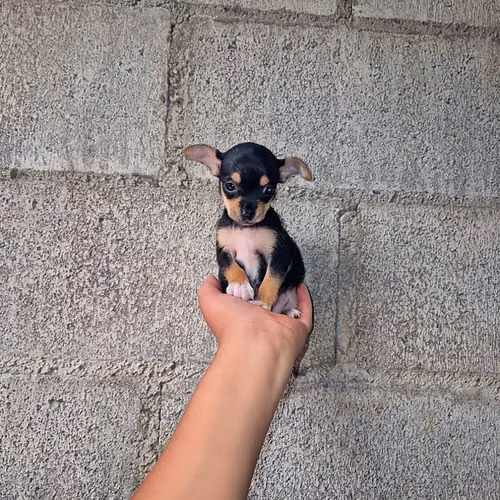 Chihuahua de bolsillo 