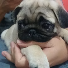 Última bella bebesita pug hembra