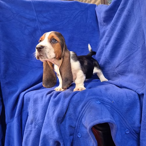 Hush puppies (basset hound)