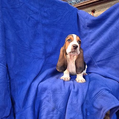 Hush puppies (basset hound)