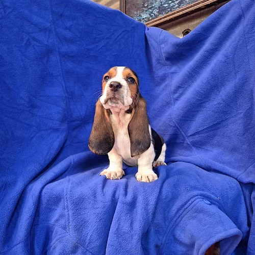 Hush puppies (basset hound)