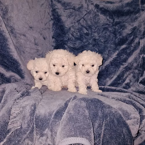 French mini toy 