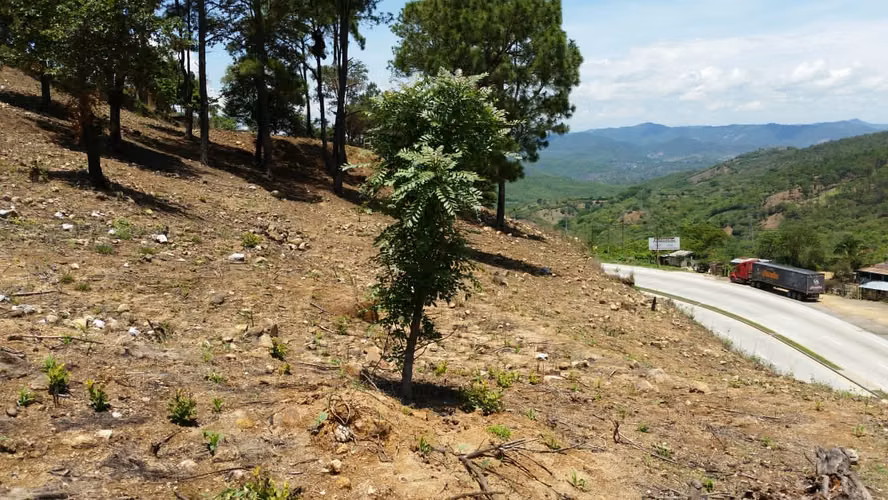 Terreno de 3 Manzanas sobre CA-9 | Ideal para Proyecto Industrial