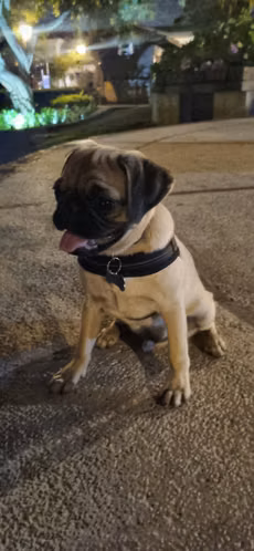 Pug pura raza machito 3.5 meses cachorro  jugueton  