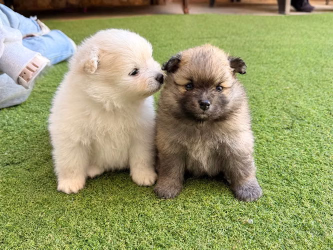 Pomerania