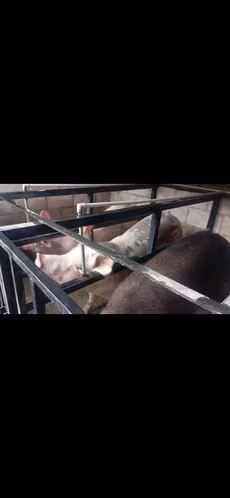 A LA VENTA BONITAS SERDAS PARINDERAS 