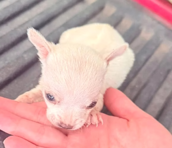 Chihuahua