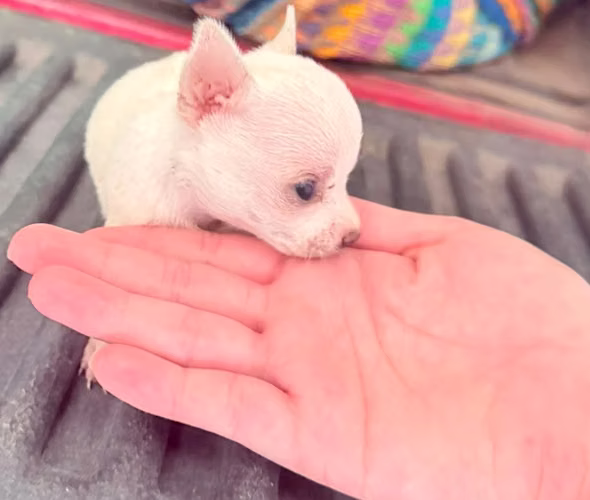 Chihuahua