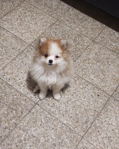 Hermoso Pomerania blanco Macho 3 meses y medio 