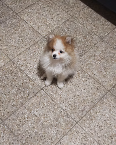 Hermoso Pomerania blanco Macho 3 meses y medio 