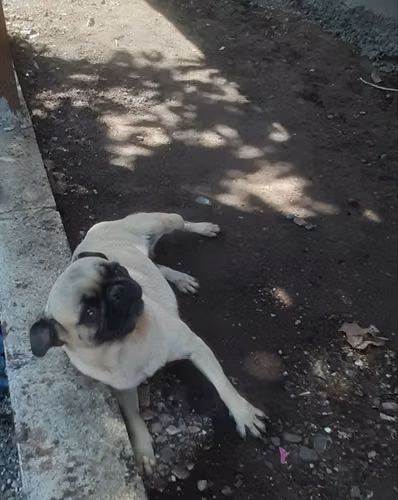 Pug 