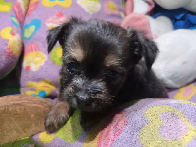 Chihuahua