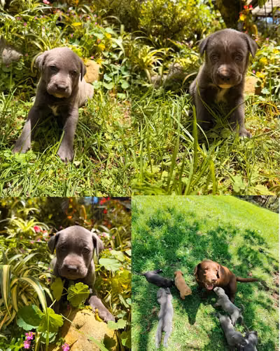 BELLOA CACHORROS LISTOS PARA UN HERMOSOS HOGAR