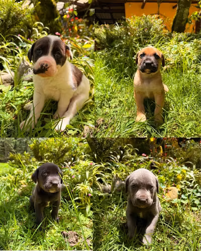 BELLOA CACHORROS LISTOS PARA UN HERMOSOS HOGAR