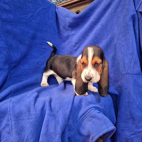 Hush puppies ( basset hound)
