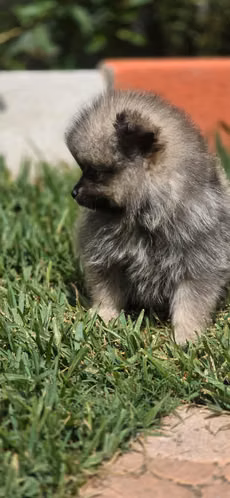 Pomerania 