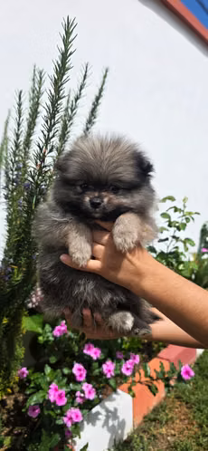 Pomerania 