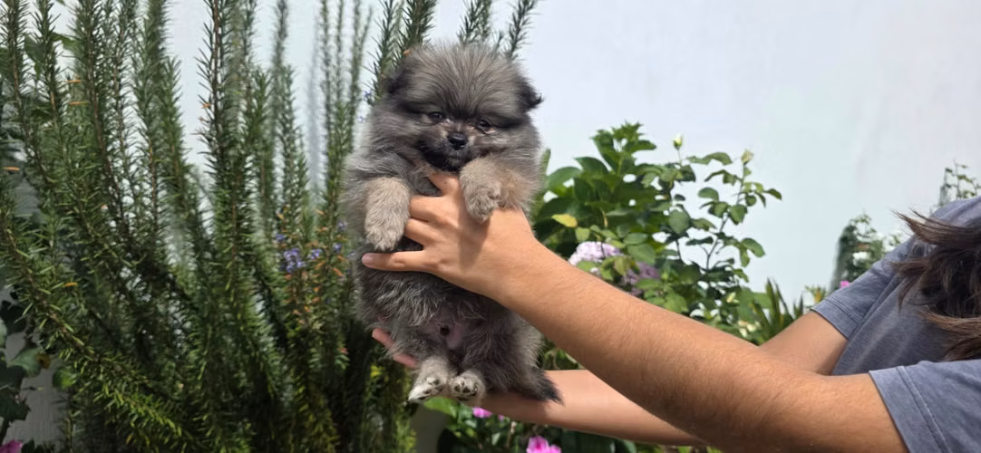 Pomerania 