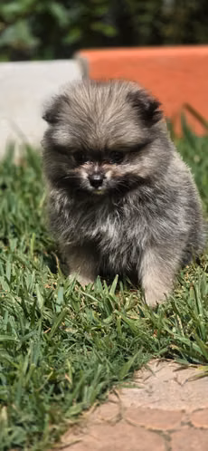 Pomerania 