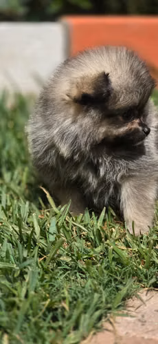 Pomerania 