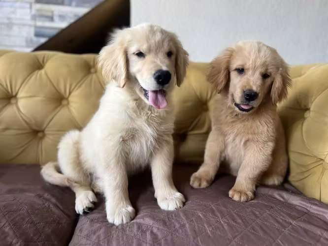Golden Retriever 