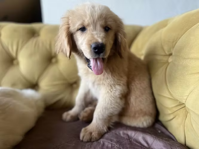 Golden Retriever 
