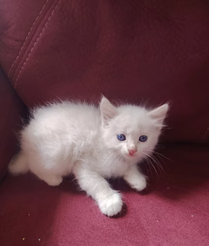Hermosos Angoras 