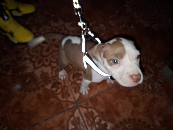 2 hembras Pitbull