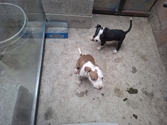 2 hembras Pitbull