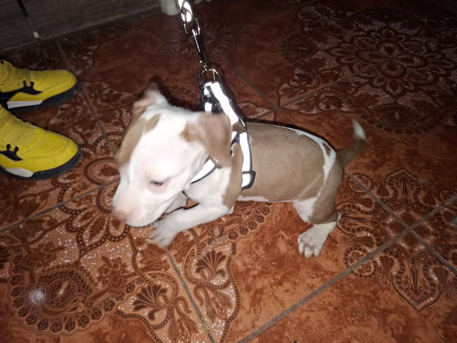 2 hembras Pitbull