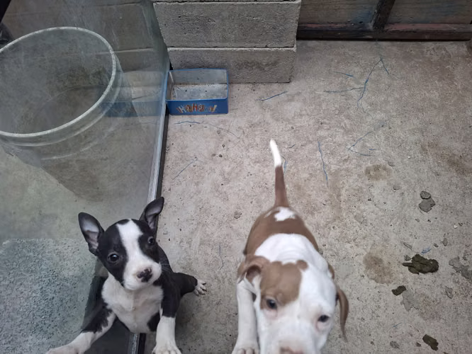2 hembras Pitbull