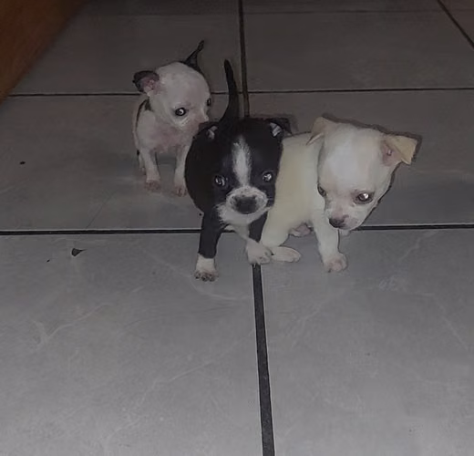 Chihuahuas cabeza de manzana  - Imagen 3