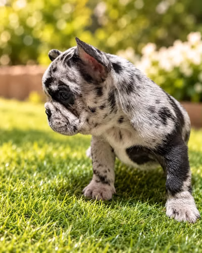 Bulldog Francés 