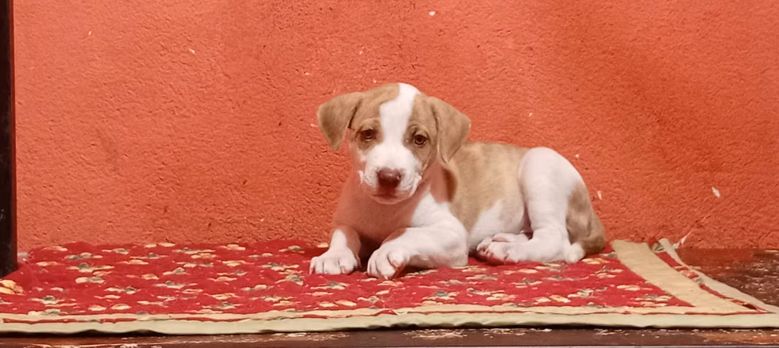 Hermosa hembrita American pitbull terriers 