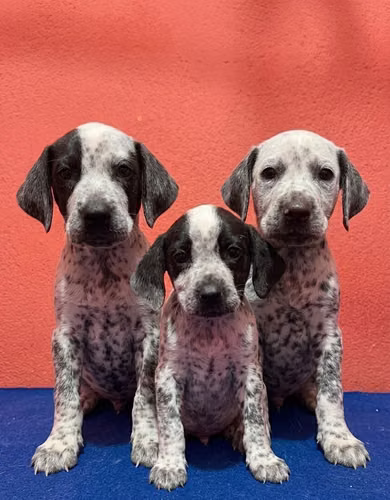 Hermosos Dálmatas 